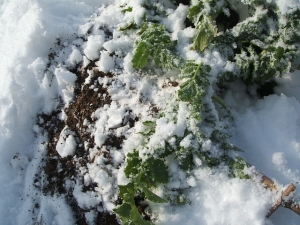2013-12-15-007.jpg