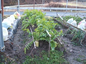 2013-12-24-004.jpg