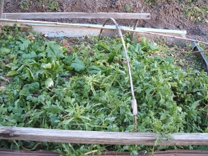 2013-12-24-008.jpg