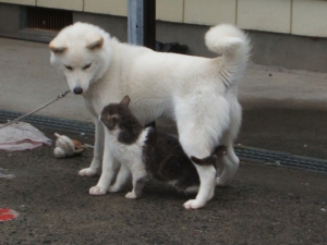 シロ&チャー