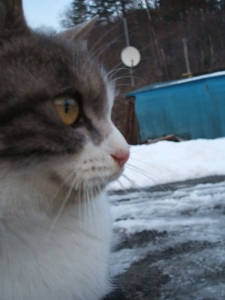 雪やこんこん