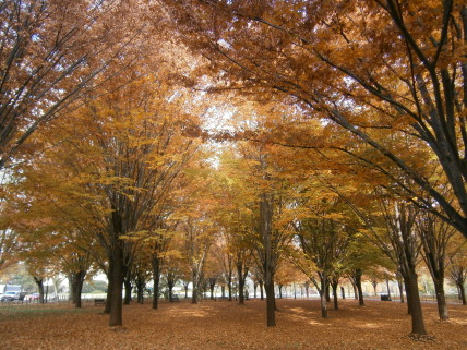 紅葉