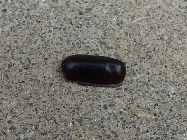 ゴキブリの卵