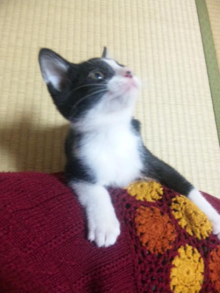 白黒ボン