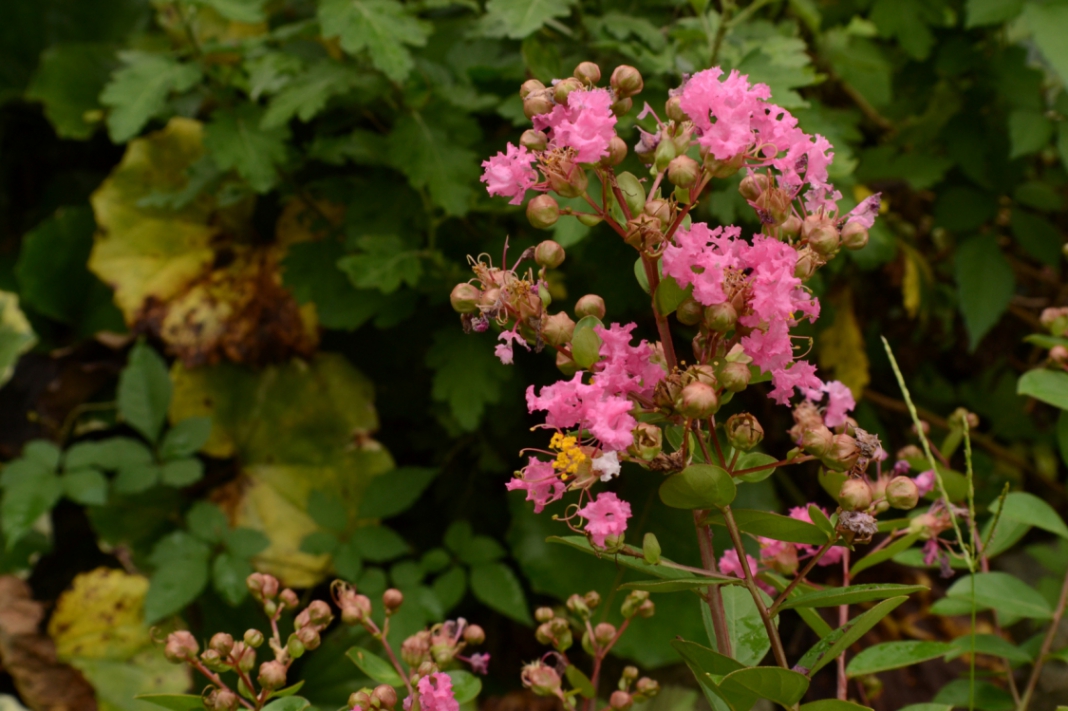 DSC_0048.JPG