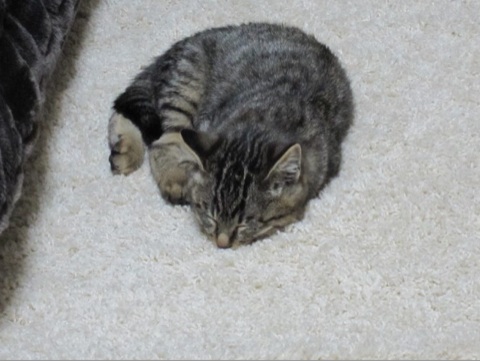 2013112622355707e.jpg