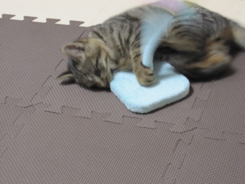 2013112622355898f.jpg