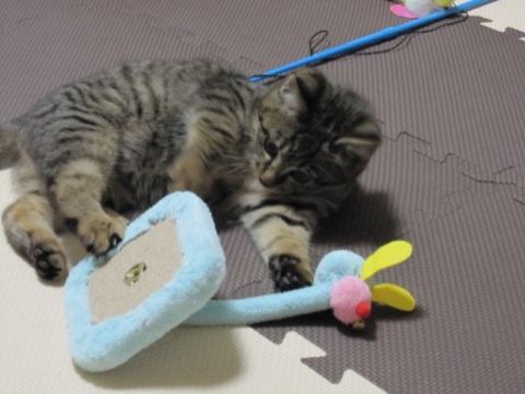 20131126223707716.jpg