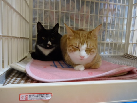 20131201031044d39.jpg