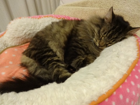 201312010310457be.jpg