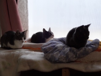 201312052106047f9.jpg