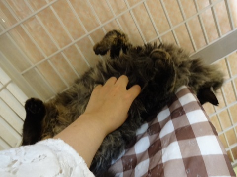 201312062057372ef.jpg