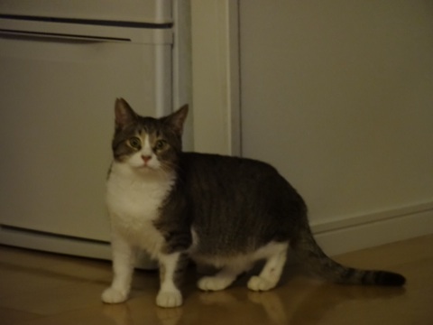 20131206205918bee.jpg