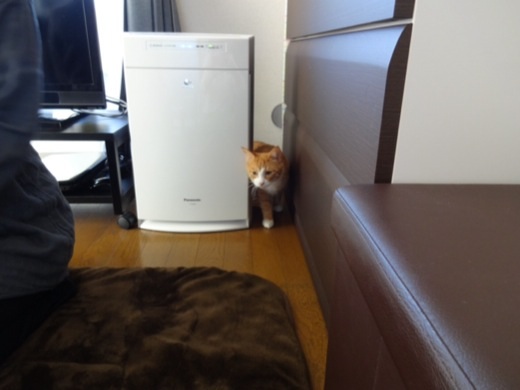 20131216234619d9f.jpg