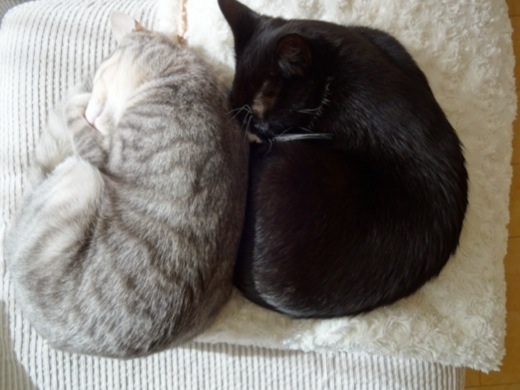 20131218224207ca1.jpg