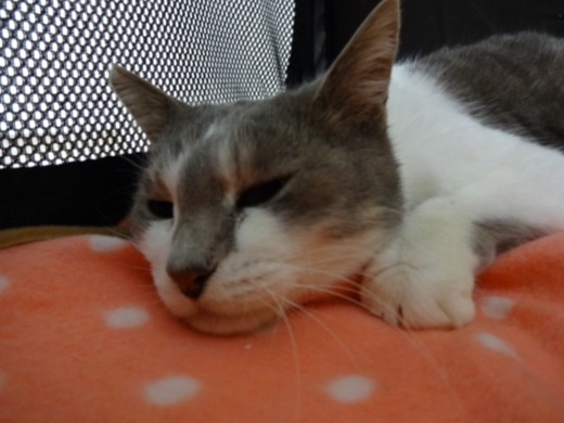 20131218230627a9f.jpg