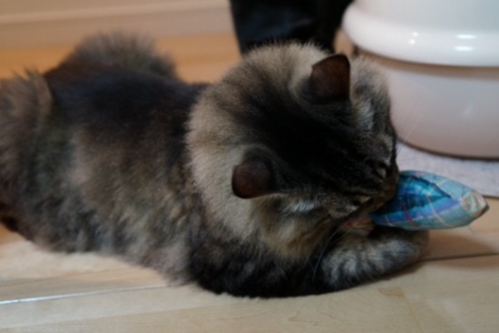 20140924220800bfa.jpg