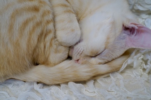 DSC04627.jpg