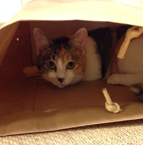 image_2014100710052799d.jpeg