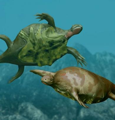 578px-Odontochelys_BW.jpg