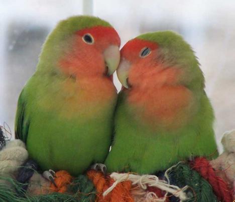 Love-Birds.jpg