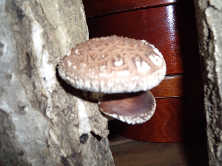 DSCN1152.jpg