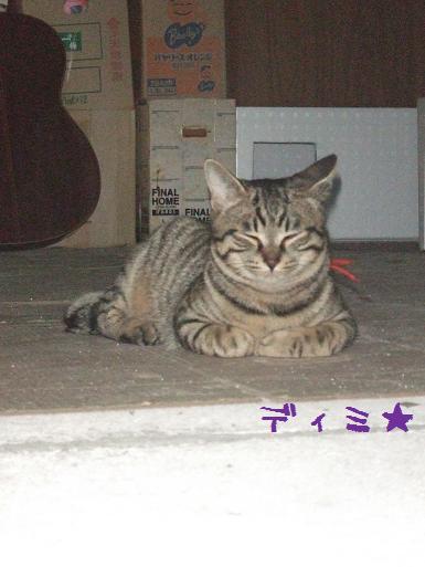 ディミ逃亡リラックス