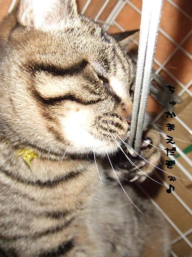 ディミカメラの紐で遊ぶ