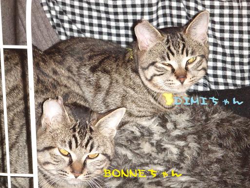 ディミちゃん&ボンちゃん