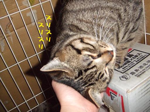 ディミ頭すりすり