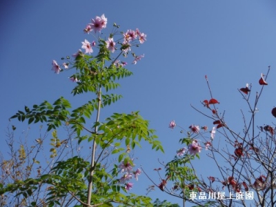 DSCF2090.jpg