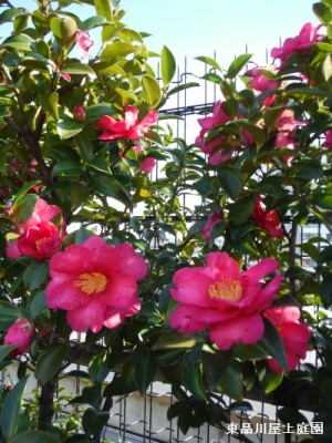 DSCF2105.jpg