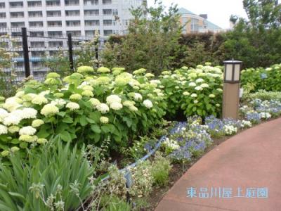 ajisai1_20130530124733.jpg