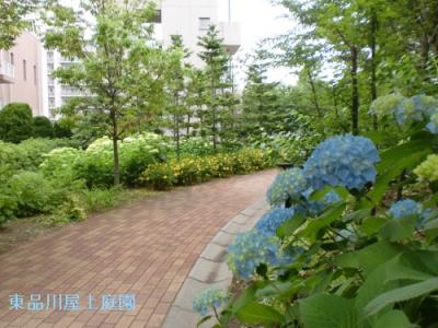 ajisai2_20130530122922.jpg