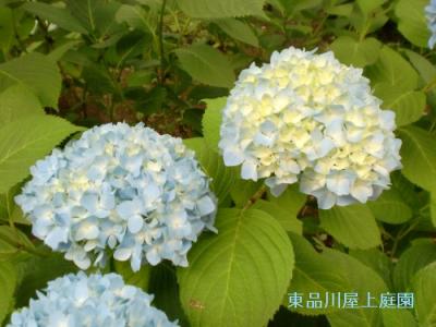 ajisai3_20130530122924.jpg