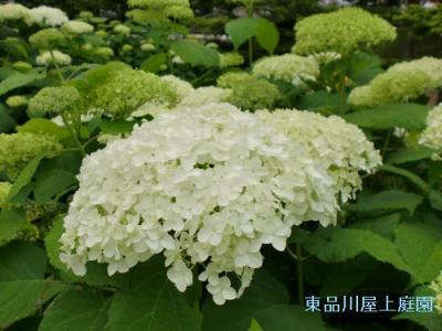 anaberu_20130530122926.jpg