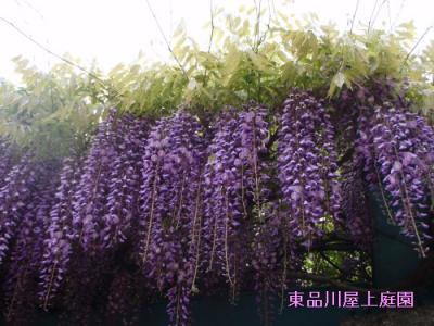 fuji_20130419160532.jpg
