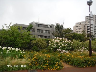 kasiwaba1.jpg