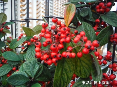 kotone2_201411251620071d2.jpg
