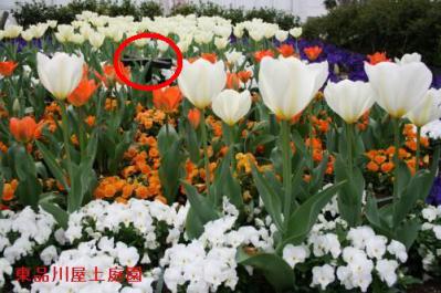 miffy1_20130401153211.jpg