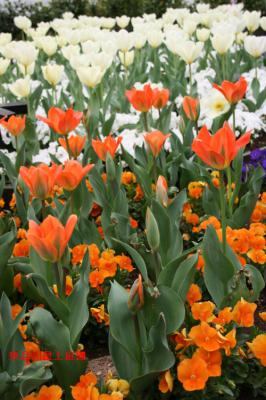 miffy3_20130401094348.jpg