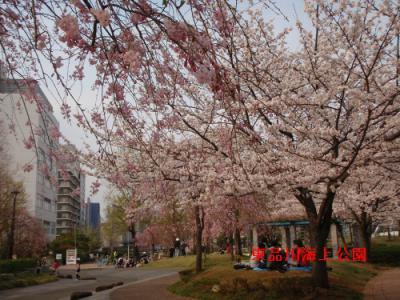 ohanami.jpg