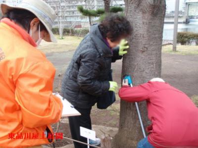 sakurakeisoku2_20130404163405.jpg