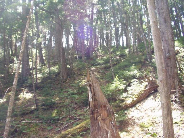 南アルプス-北岳(夜叉神・池山吊尾根)H16・5・1~5・3③ 003