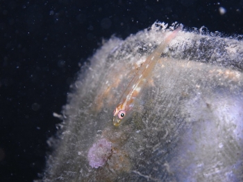 M1074278.jpg