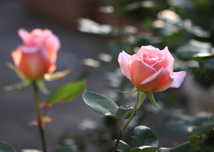 130507_1c.jpg