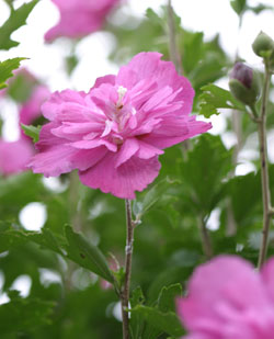 130521_4c.jpg