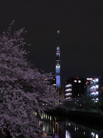 スカイツリーと桜 1