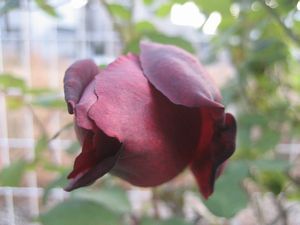 IMG_0921gg