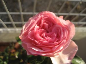 IMG_0892ff
